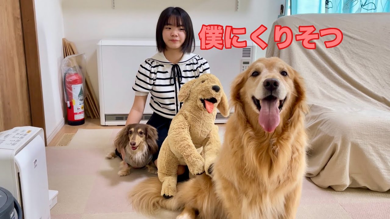 I gave my dog ​​a plush toy that looks just like him for his