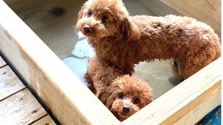 【はんなり伊豆高原】愛犬と行く温泉旅行♨️ペットも入れる露天風呂つきのお宿へ行ってきました！初めての温泉体験！
