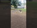 Pitsky vs Husky