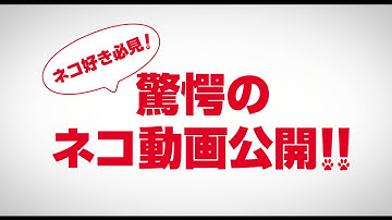 映画『メン・イン・キャット』 驚愕のネコ動画編 ＠11/25（金）全国ロードショー！