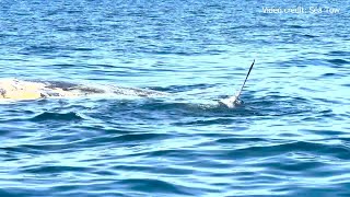 Sharks feast on beached sperm whale carcass off Venice Beach