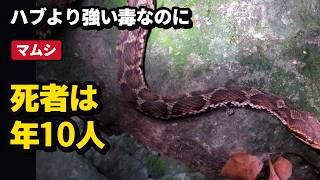 Japanese Pit Viper: Why its venom is stronger than a Habu's yet kills fewer than 10 people a year