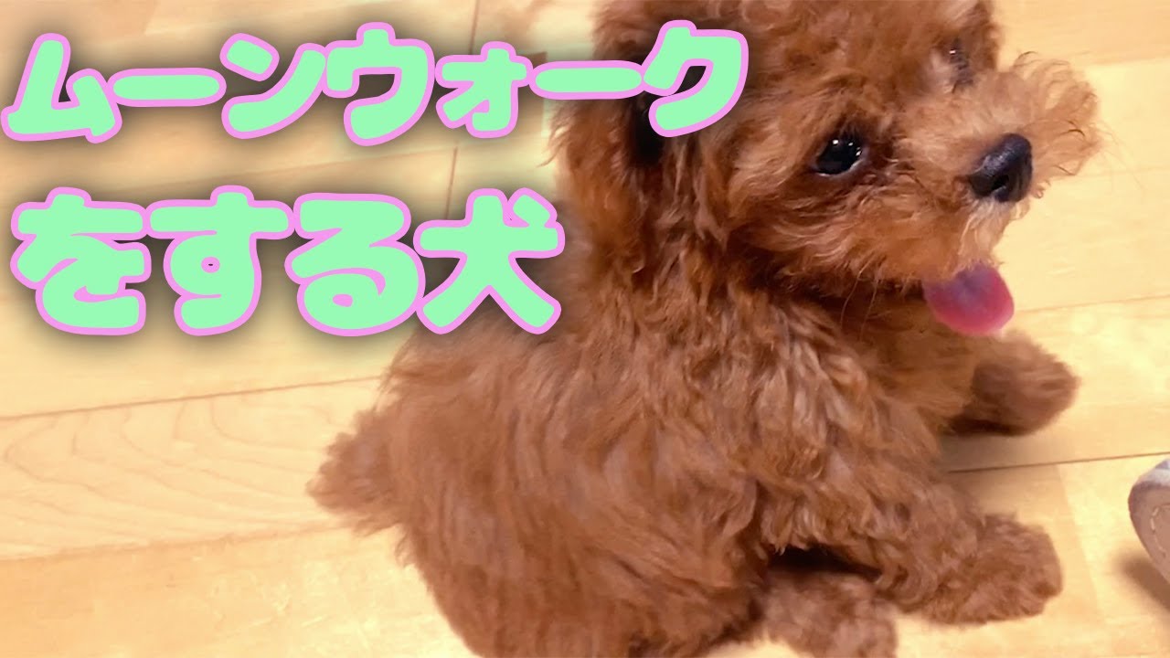 犬のしつけ ムーンウォークを始めた犬が可愛すぎる Youtube