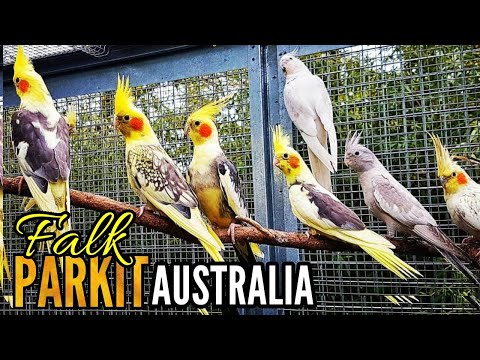 Video: Perbedaan Antara Kakatua Dan Cockatiel