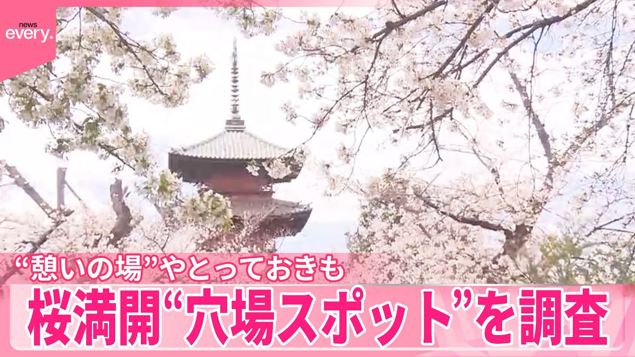 【桜満開】“穴場スポット”を調査  タクシー運転手の「とっておき」は？