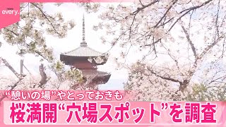 【桜満開】“穴場スポット”を調査  タクシー運転手の「とっておき」は？