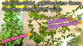 மணி பிளாண்ட் வேகமாக வளர இந்த டிப்ஸ் follow பண்ணுங்க எந்த உரமும் தேவையில்லை/moneyplant growing tips