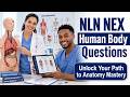 The Ultimate NLN NEX Human Body Guide: Pass Anatomy on Your First Try!