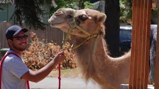 Bohemia Mining Days in Cottage Grove | Eugene, Cascades & Coast