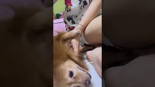 I lovely My dogs #dogs #love #beautifuldog #dog#instagood #puppy #cute #dogstagram #Short videos