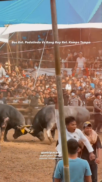 Bang Roy Vs Bos Padatindo, Selamat untuk Bos Padatindo #kpts #tedongsilaga