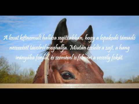 lovak ismerkedés egyetlen utazások 60 svájc