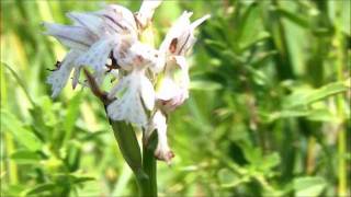 Oryctes.com - Orchidee spontanee: Epipactis palustris, Neotinea tridentata, Orchis purpurea