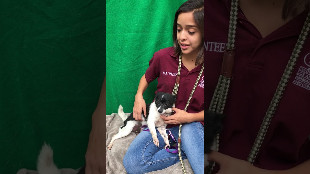 adoptables amino A5317507 Oreo | Chihuahua/Smooth Fox Terrier