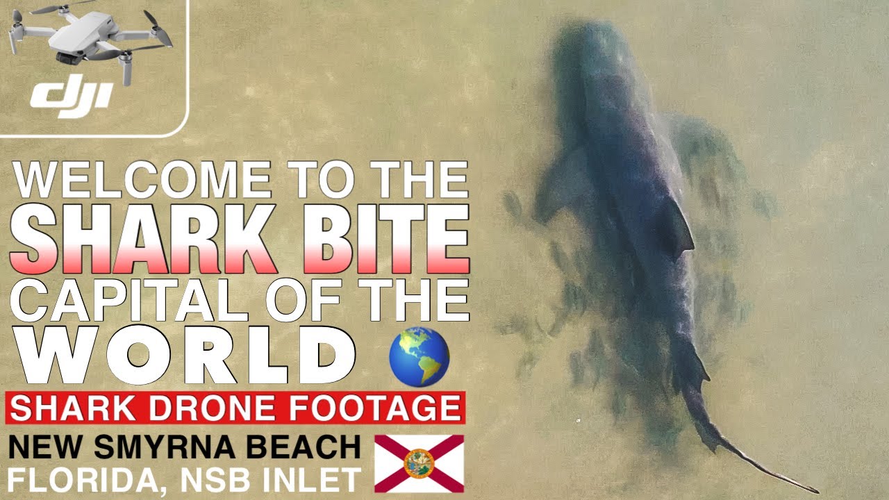 Shark Drone Footage At Shark Bite Capital Of The World New Smyrna Beach Fl Shark Aerial View Nsb Youtube