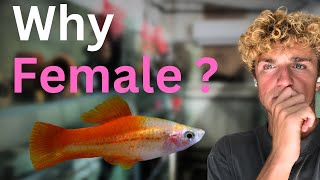 Why im Only Getting Females when Breeding Live Bearers?