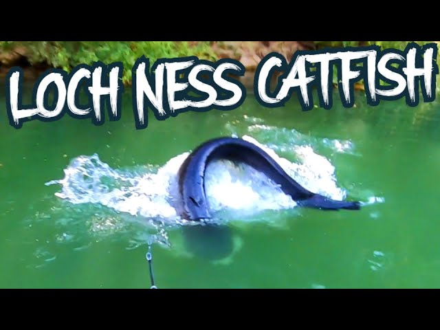 Monster Catfish Fishing