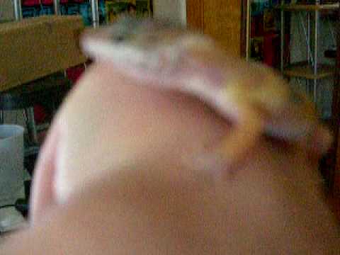historia del voleibol My new Leopard Gecko