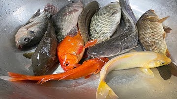 Kem Chanel bắt các con vật trốn trong quả bóng bay thả vào bể bơi: cá chép, cá vàng, cá rô, cá quả.