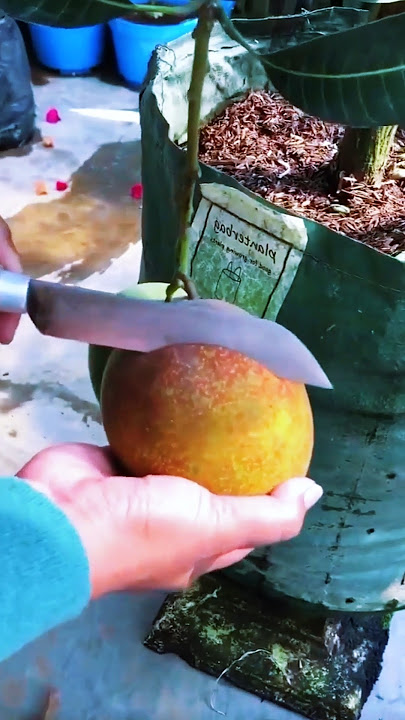panen mangga di pohon kerdil #shorts #shortsviral