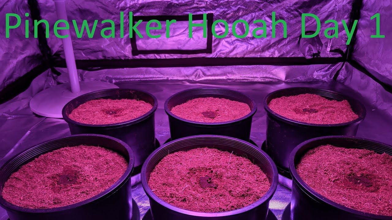 Calivetgrown Pinewalker Hooah Mother Plant Series Day 1