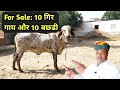 गिर गाय की कीमत इस डेयरी फार्म पर|Milking Gir Cow Price in India@Dairy Farm.