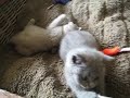 British Shorthair Kittens (Lilac and Blue) 8 weeks old