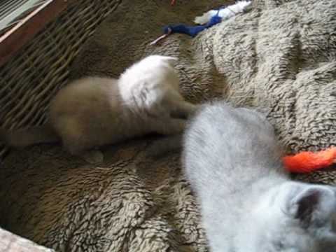 British Shorthair Kittens Lilac And Blue 8 Weeks Old Youtube