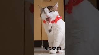 قطة كيوت  #albsam