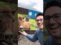 Historical Facts about Common Farm Animals #history #farm #facts #interesting