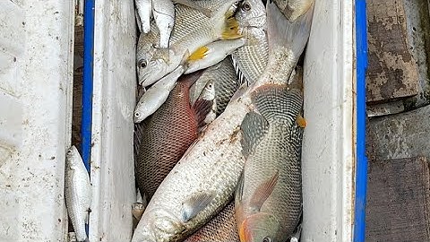 Tét thực tế máy 84fet 24v chuyên mặn lợ . LH 0369051161