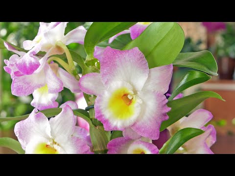 Wideo: Dendrobium, Wanda, Miltonia, Cymbidum, Podstawy Utrzymania Orchidei W Mieszkaniu - 2