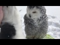 Owl & Husky -walking and love))) ПолЯрная сова Нюша и хаски Илона