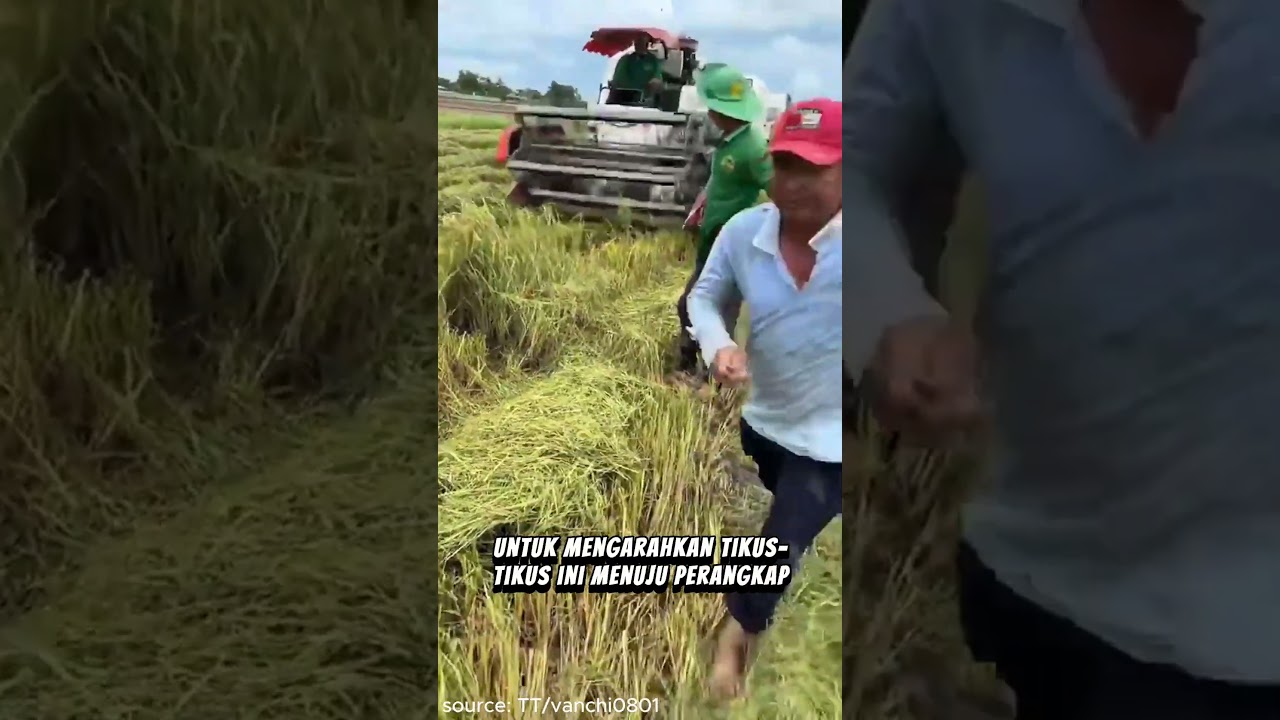 Cara Ngusir Tikus di Vietnam #shorts #viralshorts
