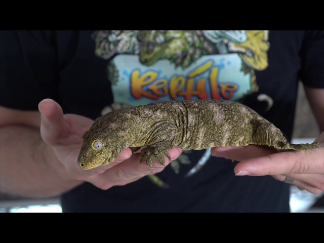 REPTILE ROOM TOUR - $20,000 GIANT GECKO COLLECTION - YouTube