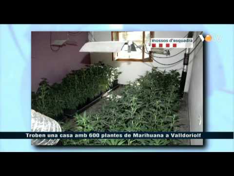 VOTV - Troben una casa amb 600 plantes de marihuana a Valldoriolf