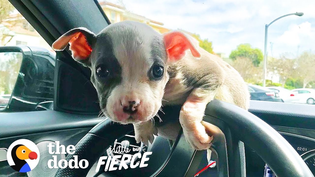 ⁣Watch this Teeny Baby Grow Up Into the Most Gorgeous Pittie Ever!  | The Dodo Little But Fierce