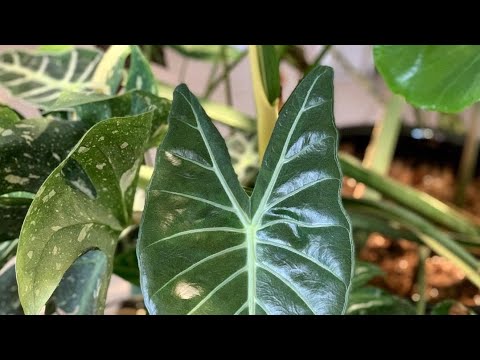 فيديو: Alocasia (37 صورة): قواعد رعاية نبات في المنزل. ملامح Alocasia جذمور كبير وأنواع أخرى من الزهور