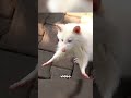 This Albino Raccoon Broke the Internet #viral #crazy