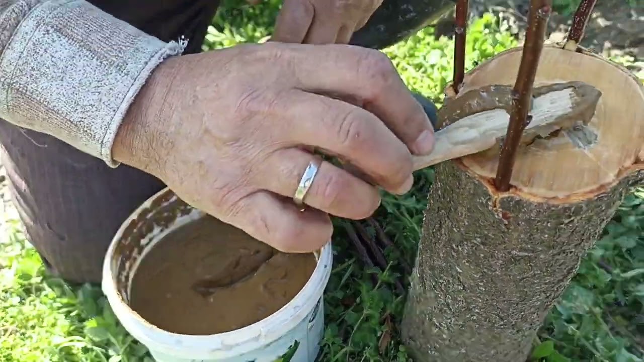 Kayısı aşısı(kabuk altı,kalem) aşı.