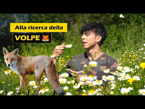 Video: Descrizione della volpe: aspetto, alimentazione, abitudini