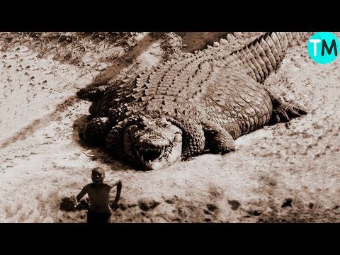 Video: ¿Cuál es el caimán más grande jamás registrado?