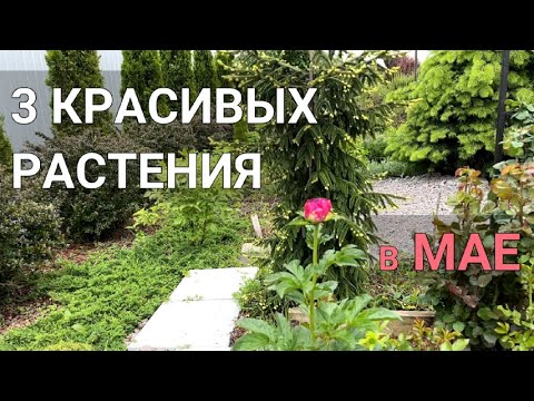 КАКИЕ КРАСИВЫЕ РАСТЕНИЯ в МАЕ | Чем украсить сад в мае | Сад в мае | Красивые цветущие растения мая