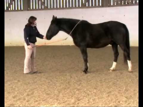 Liberty - Natural Horsemanship - Diego - January 2...