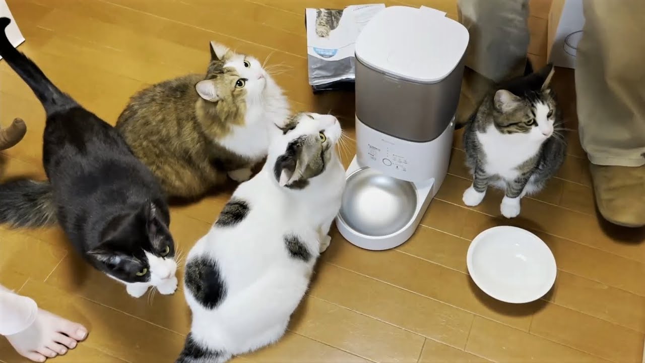 My cat is obsessed with automatic feeders. - YouTube