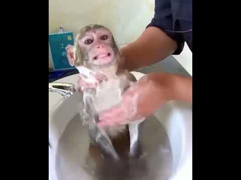 толстые коты купаются в ванной фото. ванна со льдом. прикол в ванной видео. макака в ванной. мартышка моется в раковине.