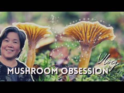 Video: Läcker svamp: sommarsvamp