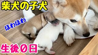 【柴犬 子犬】産まれたばかりだけど動き回って生命力溢れる柴犬の子犬たちはこちら