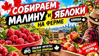 Ферма в Канаде: собираем малину и яблоки  🍎🇨🇦