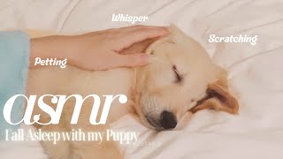 ASMR Golden Retriever Puppy Sleeping Sounds Scratching, Petting, Whisper | Yuzu Tails #asmrsounds